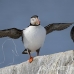 puffin_atlantic_msi_h_0768_can1796.jpg